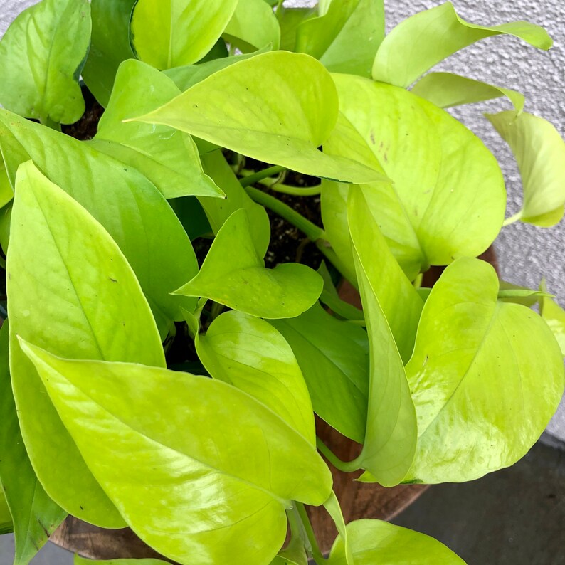 8 Large Neon Pothos Pothos Lemon Lime Epipremnum Etsy