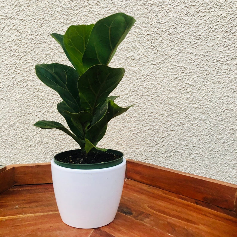 Dwarf Fiddle Leaf Fig Plant Ficus lyrata Little Etsy