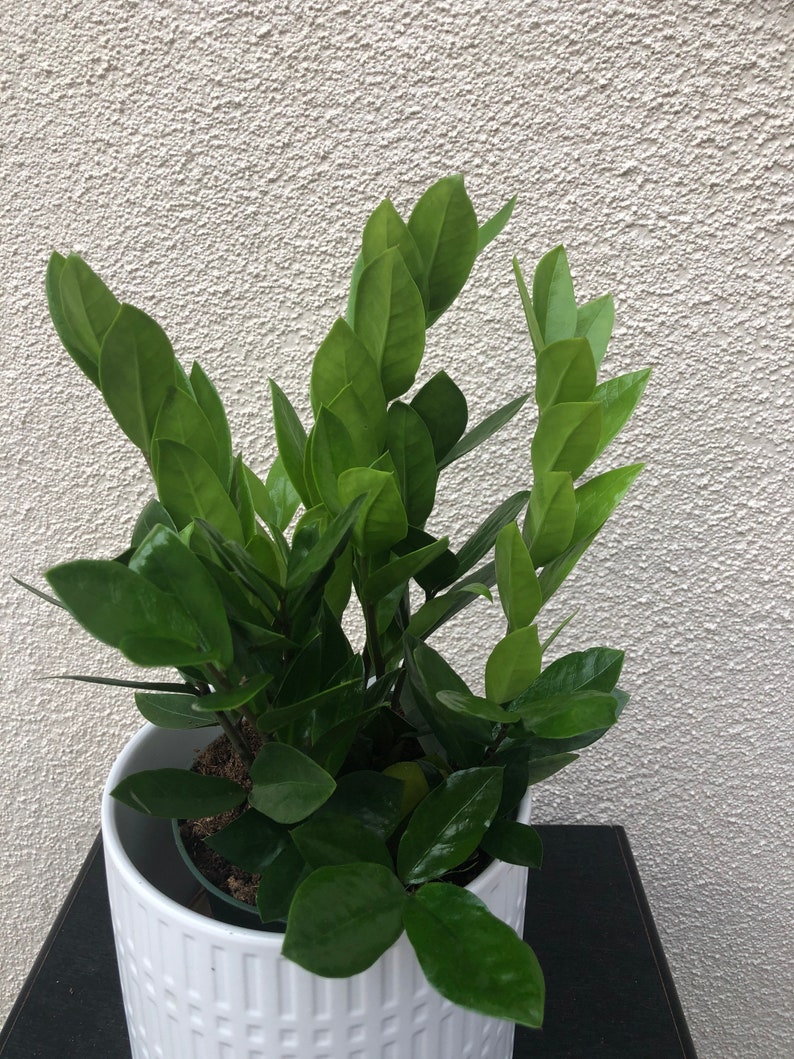 ZZ Plant California grown Zamioculcas zamiifolialive
