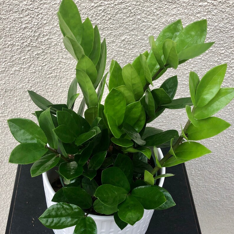 ZZ Plant California grown Zamioculcas zamiifolialive