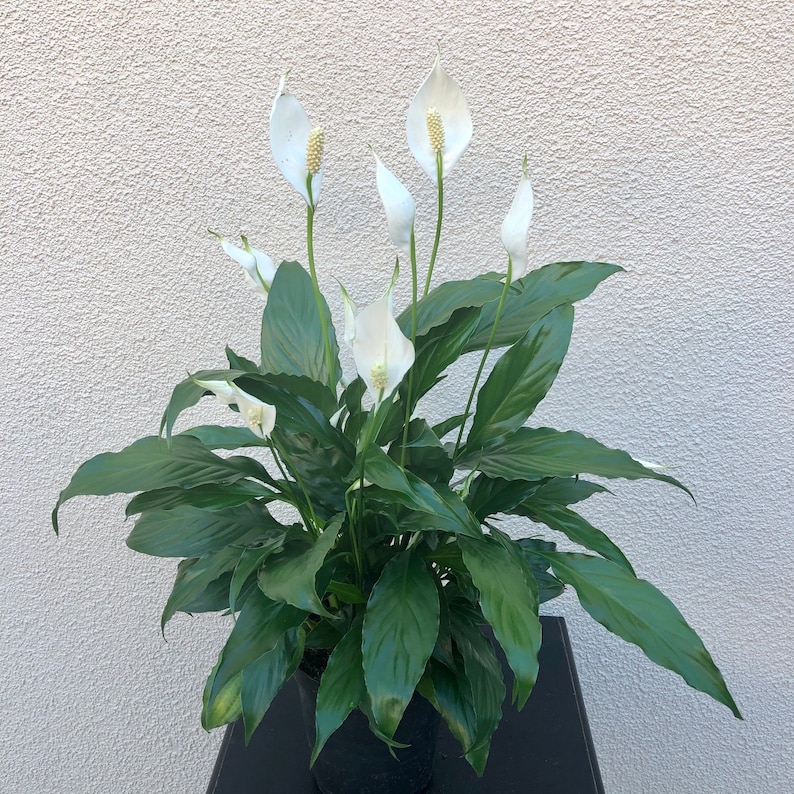 6 Peace Lily Air Purifying PlantEasy Care Low Light Etsy