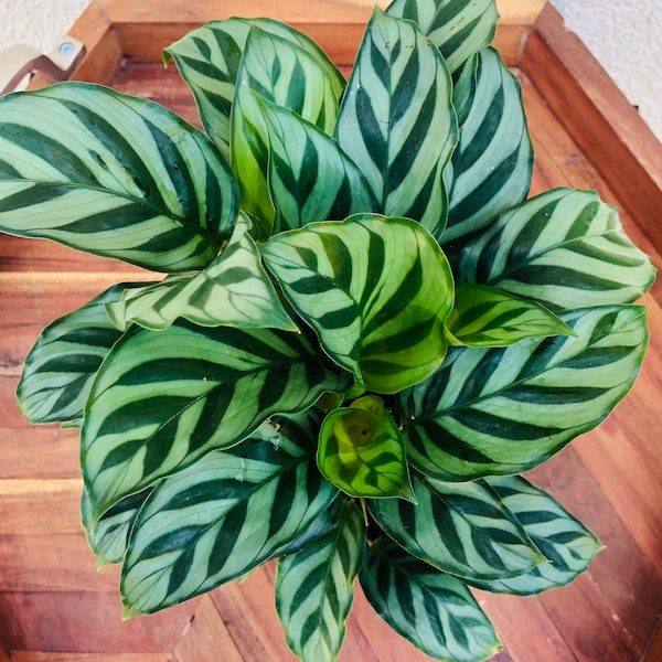 Calathea concinna Freddie - live house plant- low light indoor plant- Calathea Leopardina