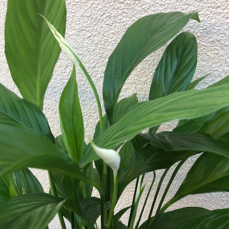 Peace Lily Air Purifying PlantEasy Care Low Light Etsy