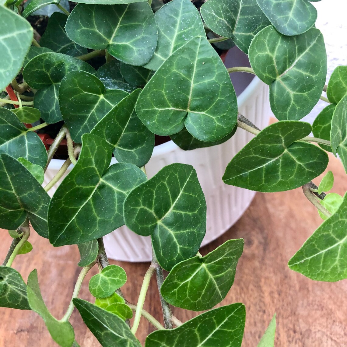 6 �Heart Shaped� Ivy Hanging Plant Sweetheart Etsy