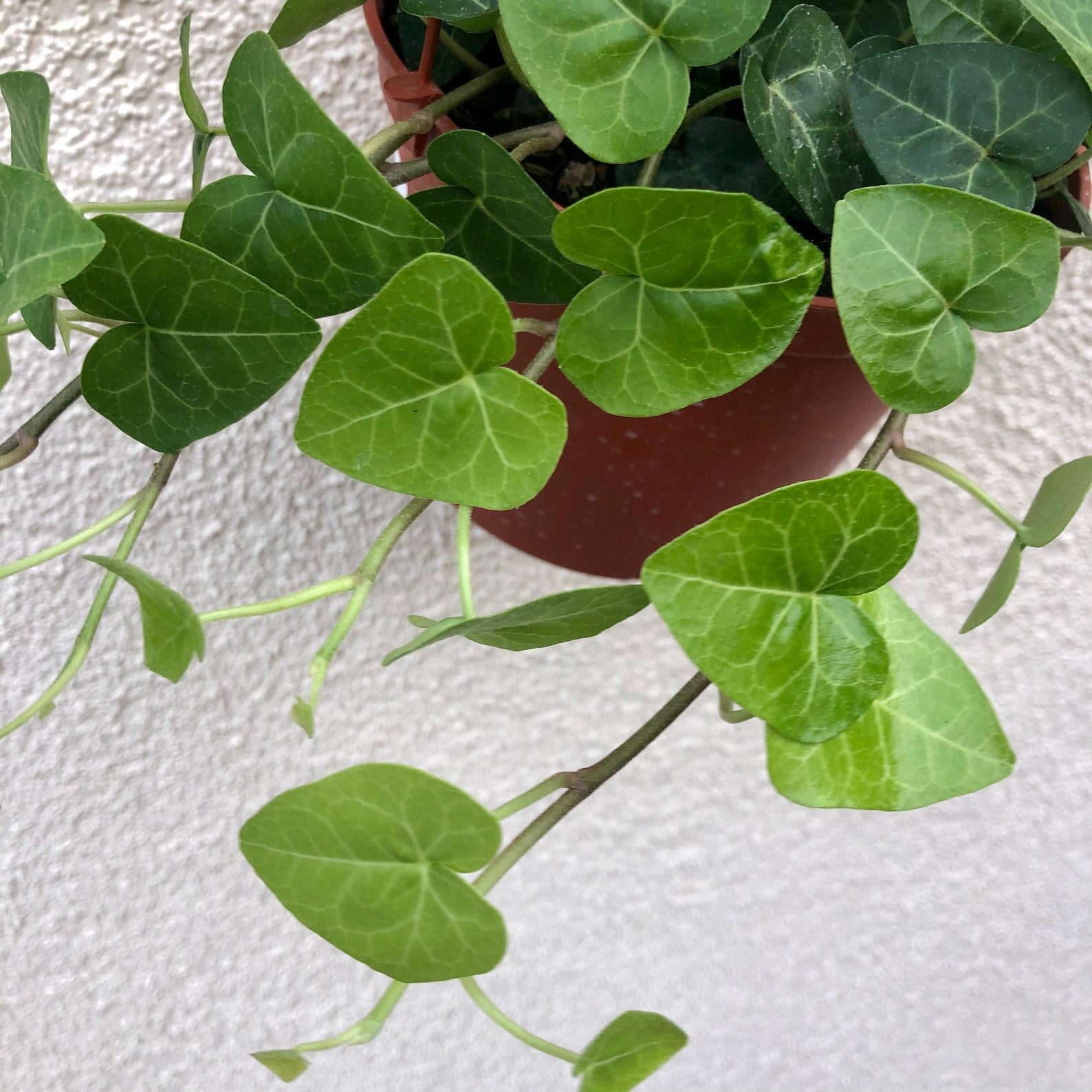 Heart shaped ivy plant