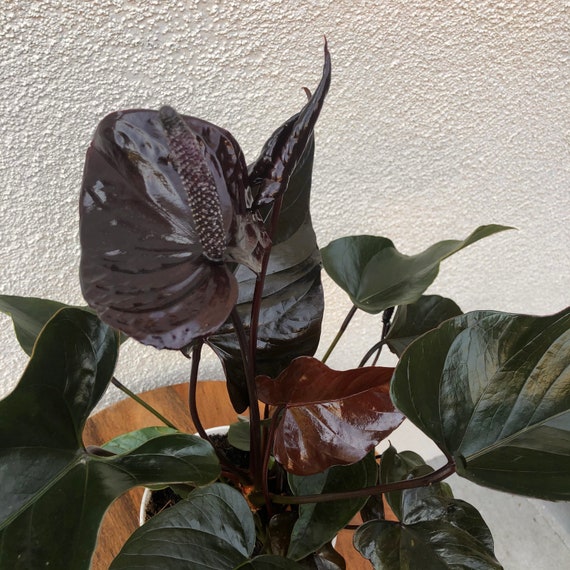 Large Plants in 6" Pots Anthurium 'Giant Chocolate' DARK BLOOM 