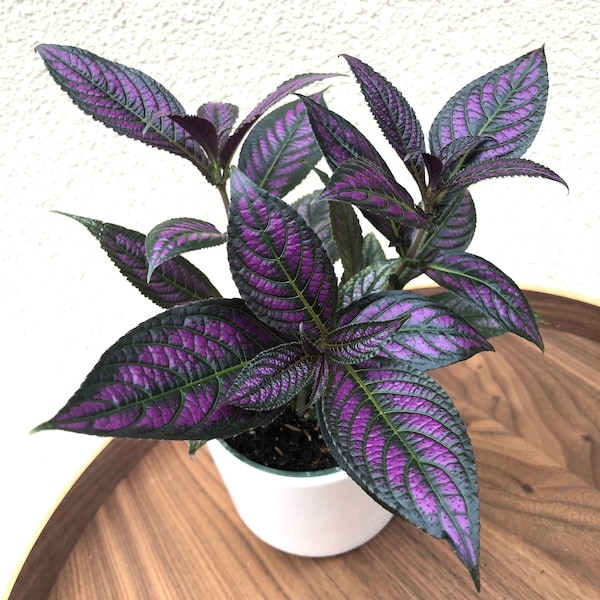 Persian Shield Plant-Strobilanthes dyeriana- Royal Purple Plant- Rare live houseplant- Indoor plant- exotic plant