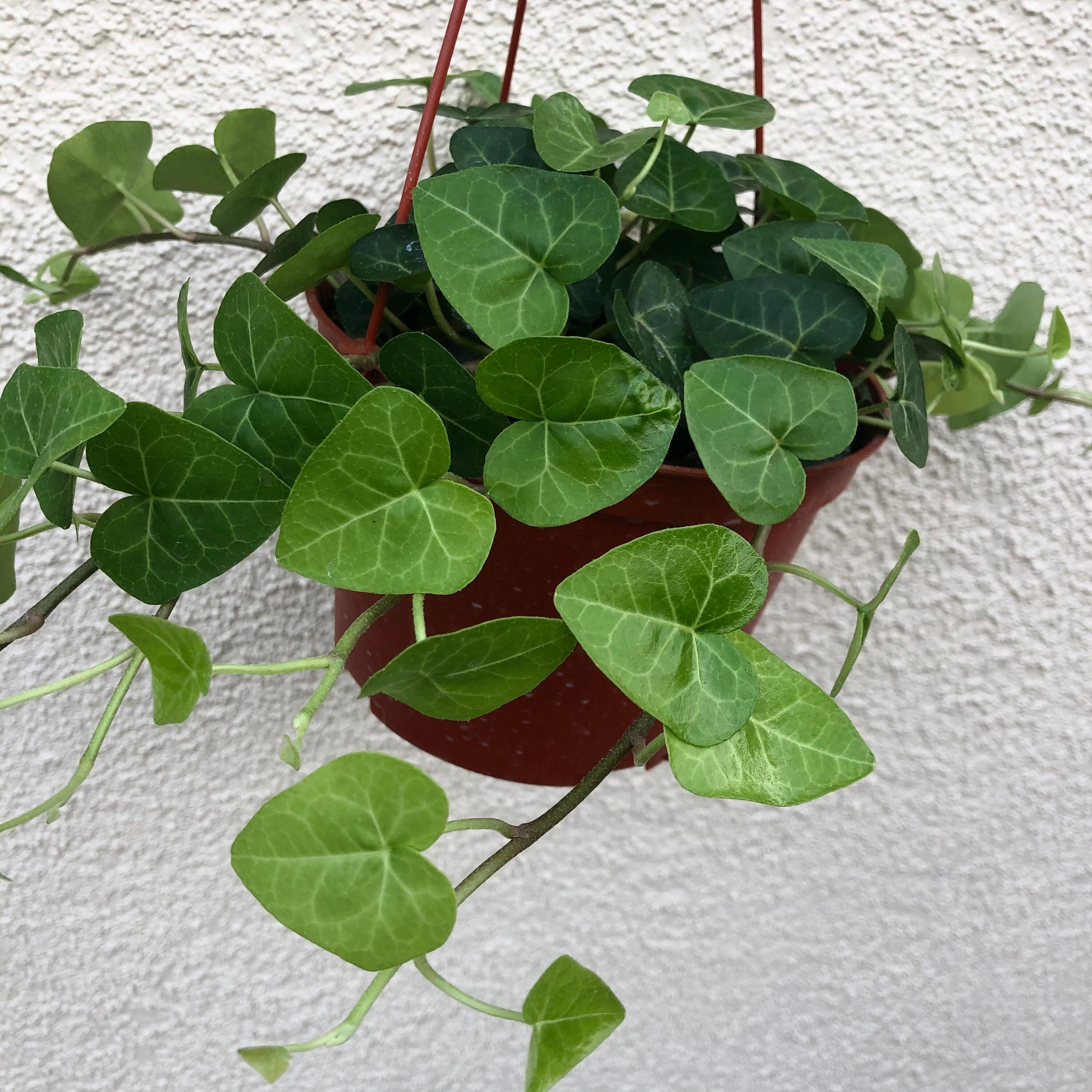 6 'Heart Shaped' Ivy Hanging Plant Sweetheart Etsy