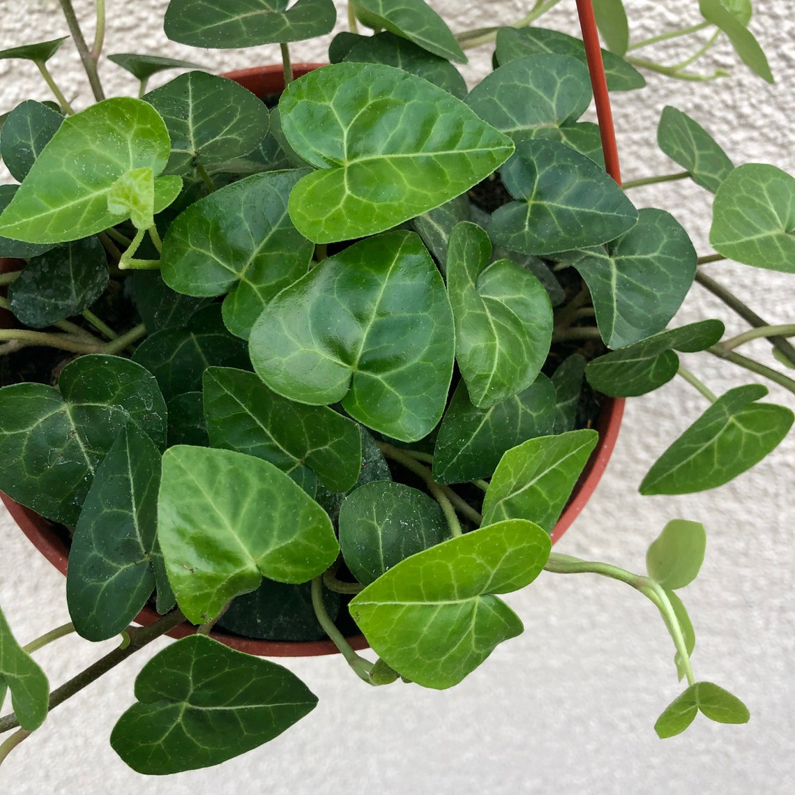 6 �Heart Shaped� Ivy Hanging Plant Sweetheart Etsy