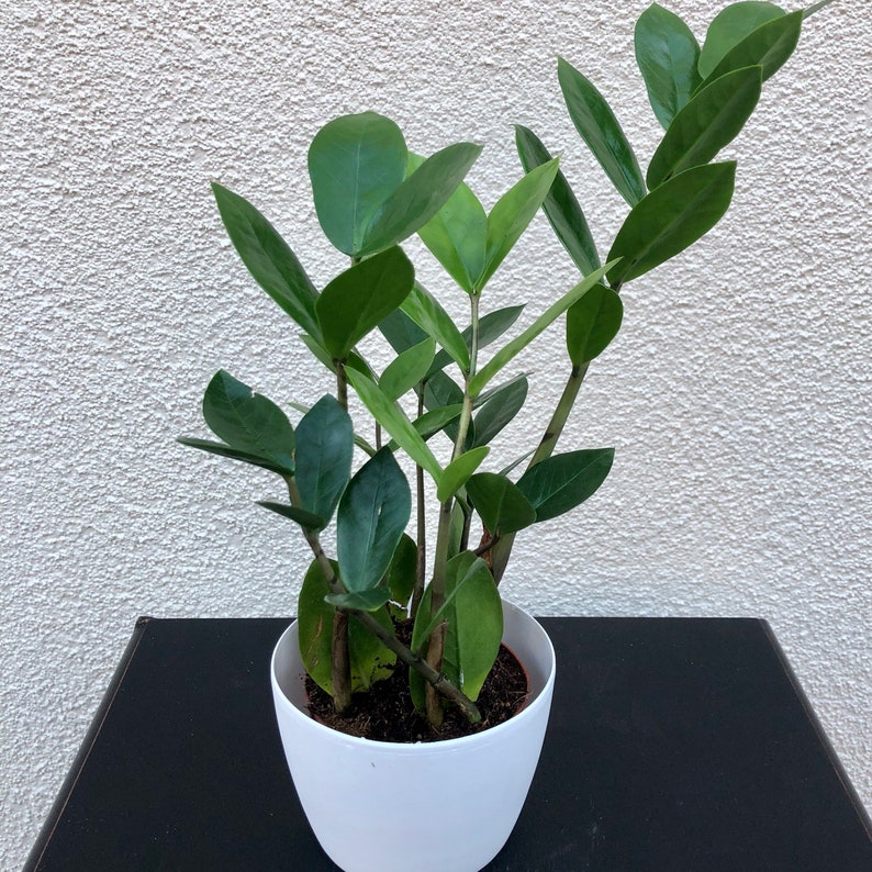 ZZ Plant California grown Zamioculcas zamiifolialive
