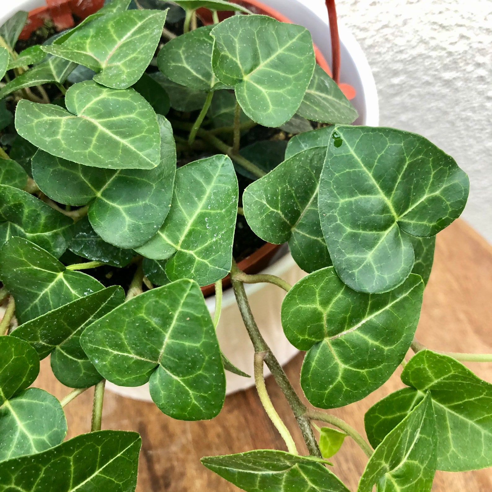 6 �Heart Shaped� Ivy Hanging Plant Sweetheart Etsy