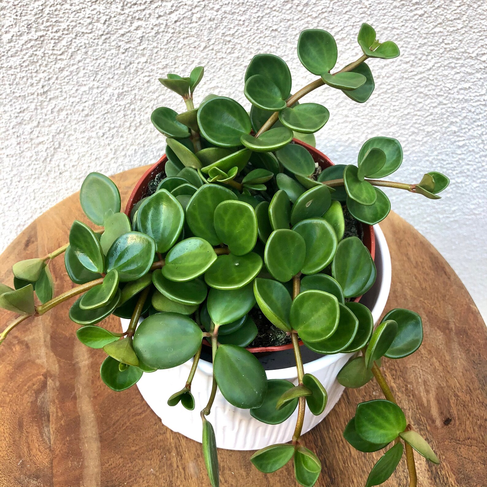 6 Hanging Peperomia Hope Plant Trailing Peperomia Etsy New Zealand