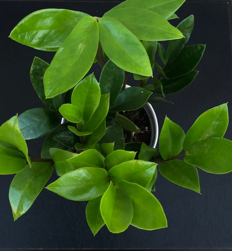 ZZ Plant California grown Zamioculcas zamiifolialive