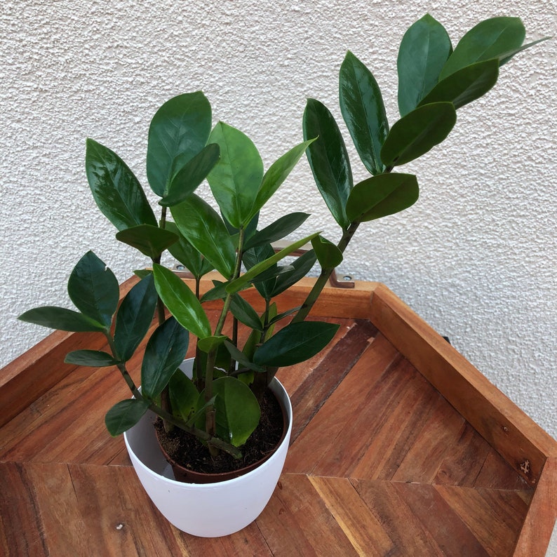 ZZ Plant California grown Zamioculcas zamiifolialive