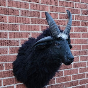 Four Horned Black Beast Jacob Sheep Taxidermy, Wall Mounted - Etsy