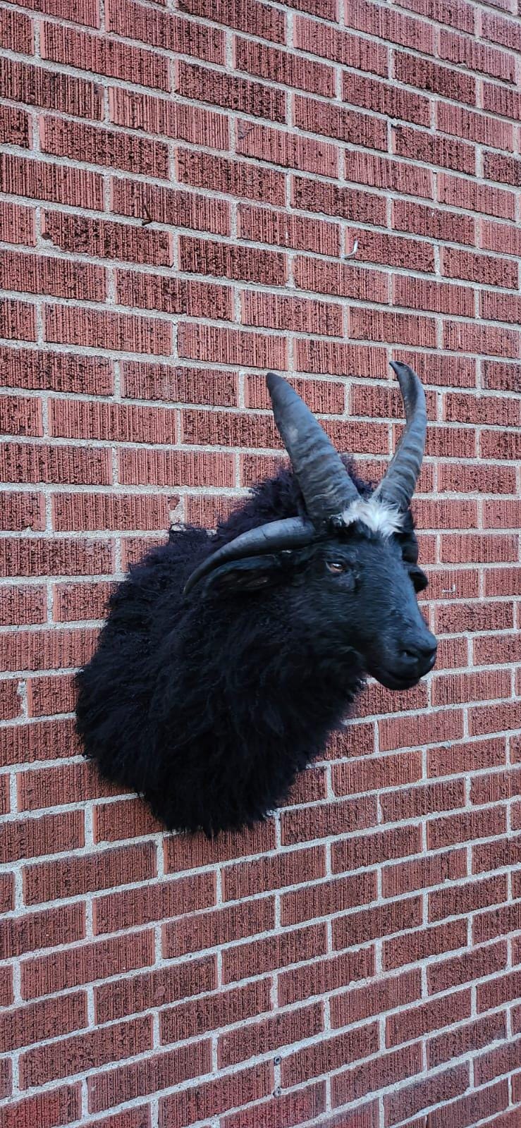 Four Horned Black Beast Jacob Sheep Taxidermy, Wall Mounted - Etsy
