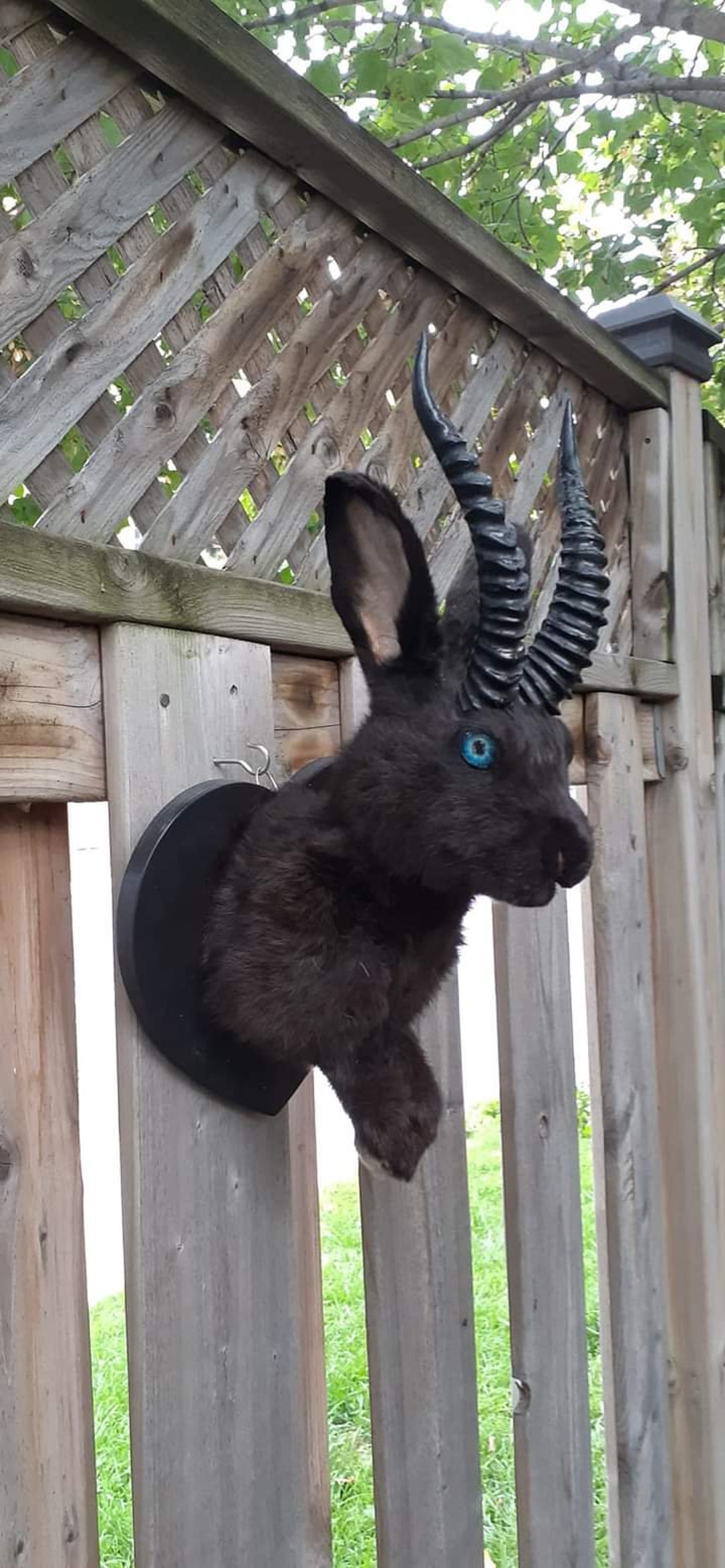 Black Wall Mounted Jackalope Taxidermy With Replica Horns Etsy