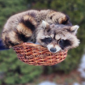 May include: A raccoon with brown and black fur rests in a small, round, woven basket. The raccoon has a black mask around its eyes and a white muzzle. The basket is made of reddish-brown wicker.