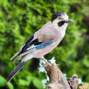 May include: A taxidermy Eurasian jay bird perched on a piece of driftwood. The bird features a light brown body, a black and white patterned head, a dark tail, and distinctive bright blue and black striped wing feathers with a sharp beak.