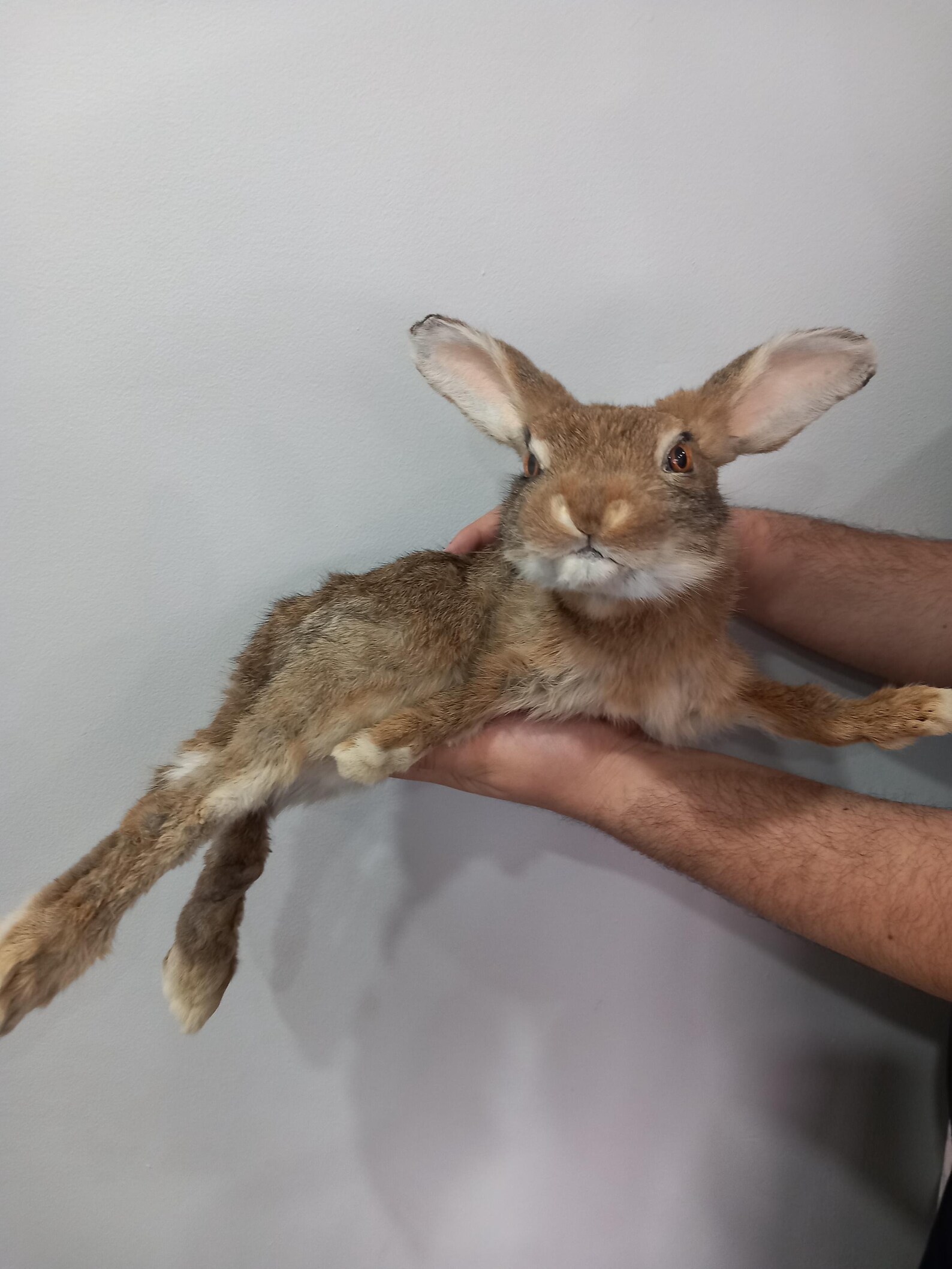 Eruo Mount Rabbit Floppy Soft Mount Brown Rabbit Taxidermy - Etsy