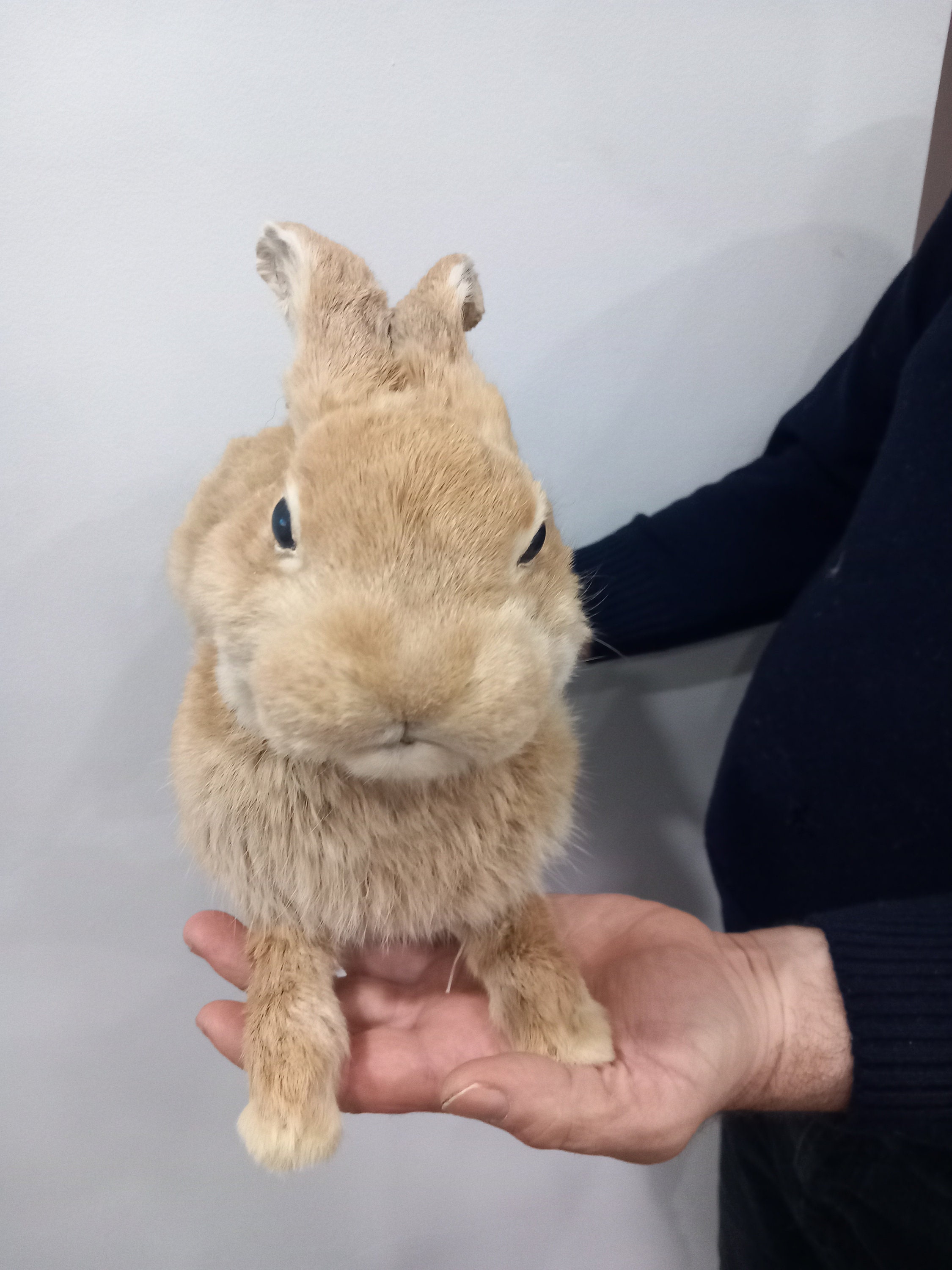 Posable Soft Mount Rabbit Taxidermy, Orange Bunny Taxidermy - Etsy