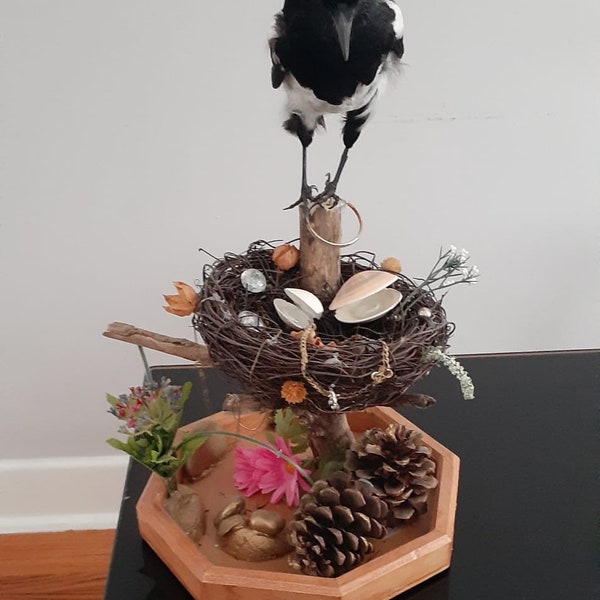 Standing magpie taxidermy mounted on his treasures, Bird taxidermy