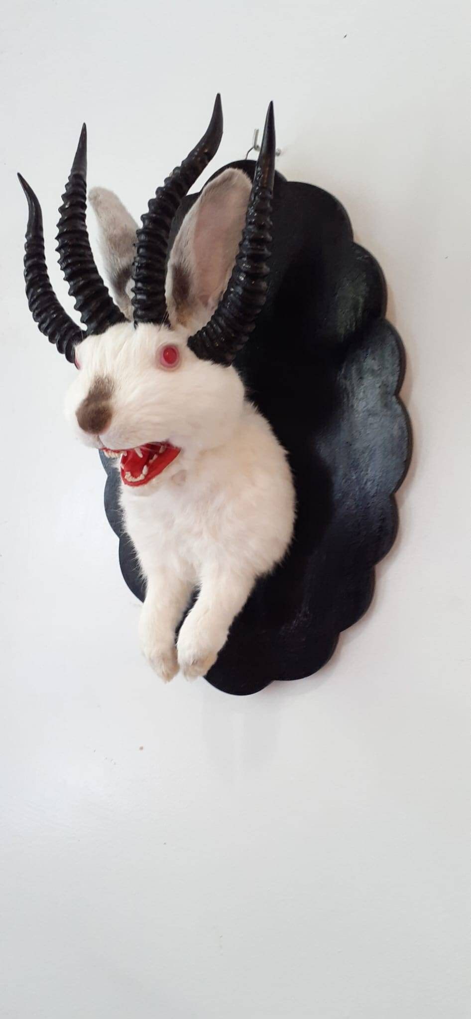 Adorable Four Horned Open Mouth Beast Jackalope Taxidermy With