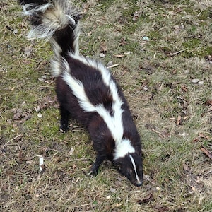 May include: A black and white skunk with a long bushy tail walks on green grass with brown dry leaves and twigs.