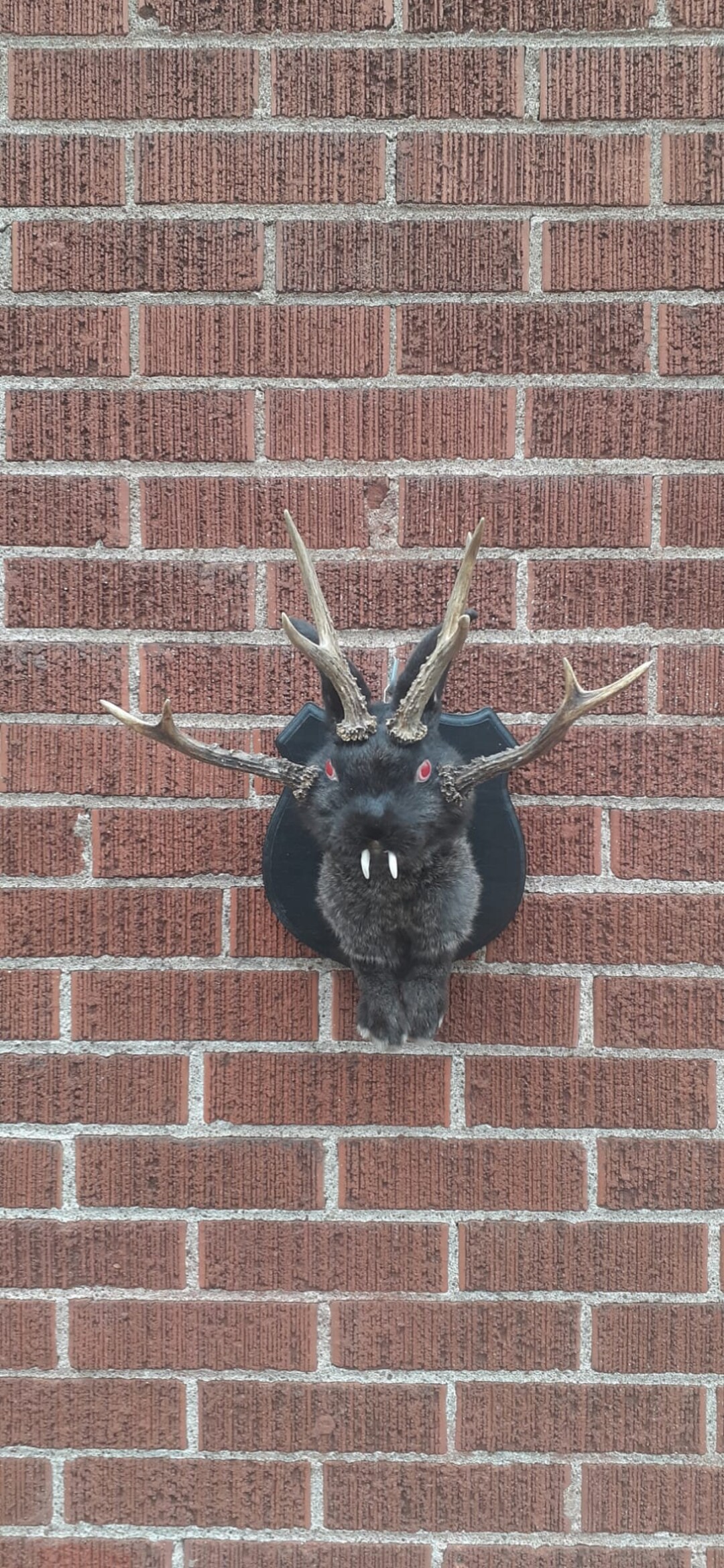 Four Horned Black Jackalope Taxidermy With Fangs and Four Real Roe Deer ...