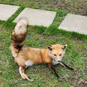 May include: A red fox with a bushy tail lying on a grassy lawn. The fox has a white chest and a black nose.