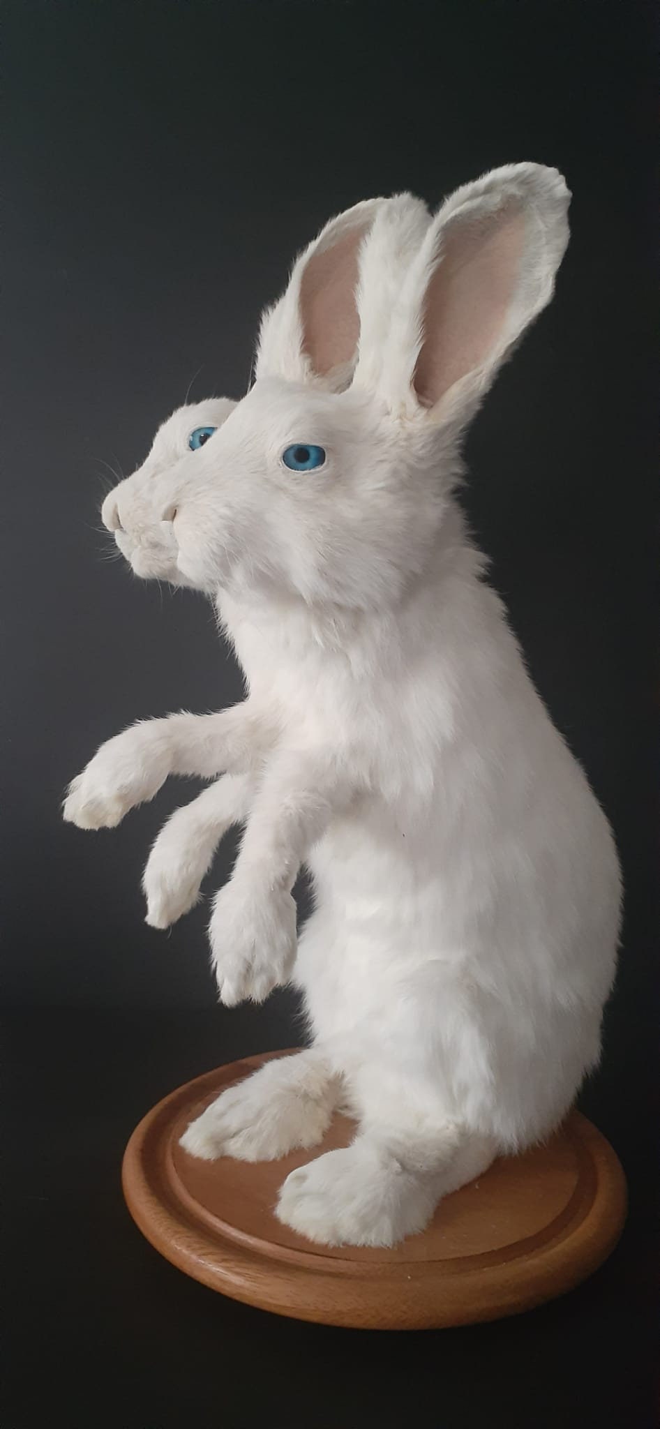 Two Headed Three Front Feet Full Body Rabbit Taxidermy, Standing Two ...