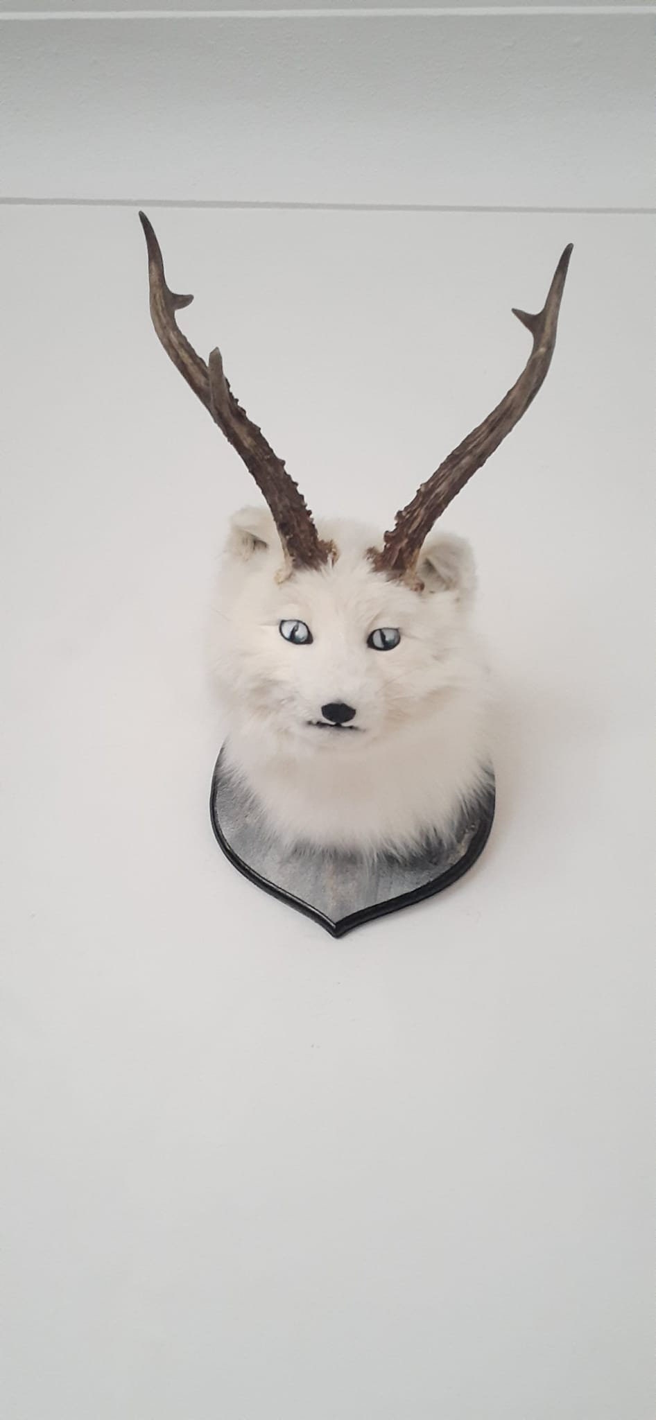 Arctic Foxalope Shoulder Mount Taxidermy, White Fox With Antlers