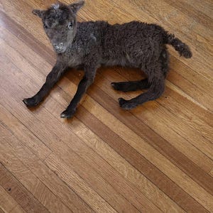 May include: A dark gray lamb lying on a wooden floor. The lamb has its head turned to the side and is looking at the camera.