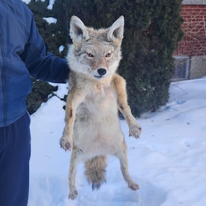 May include: A taxidermied coyote with tan and cream fur, held upright against a snowy backdrop. The coyote has pointed ears, a bushy tail, and a focused expression. The background includes a green hedge and a building.