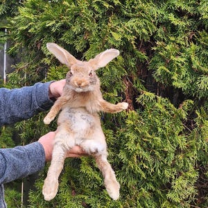 May include: A taxidermied rabbit with tan and white fur is held up against a backdrop of green foliage. The rabbit's ears are erect, and its front paws are extended. The rabbit appears to be in a standing position.