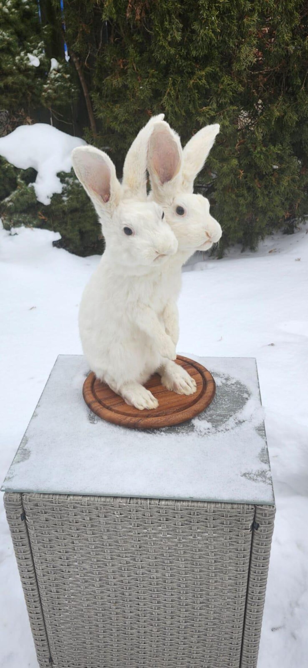 Two Headed Full Body White Rabbit Taxidermy, Mythical Bunny Beast - Etsy