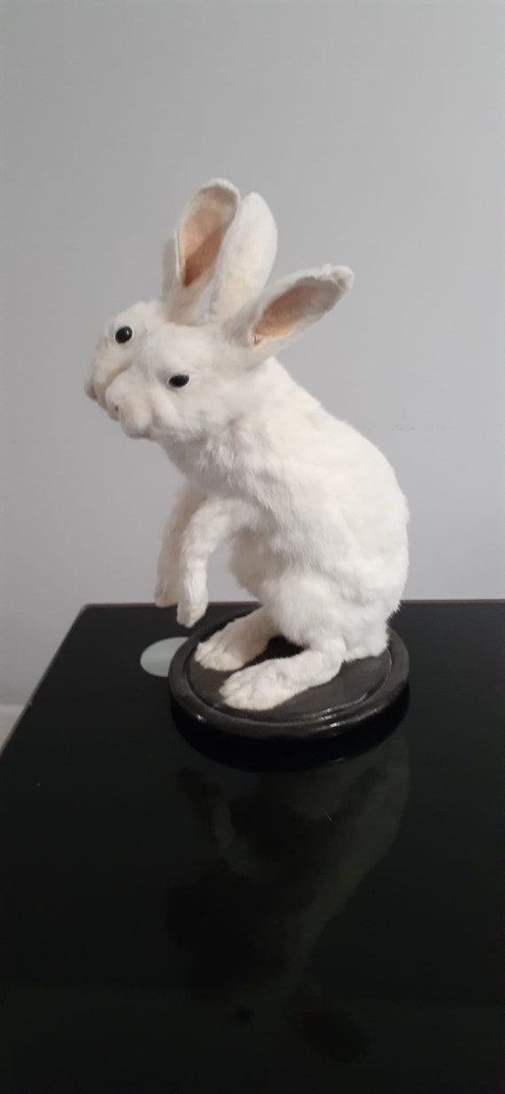 Two Headed Beast Rabbit Taxidermy, Standing White Bunny Mount