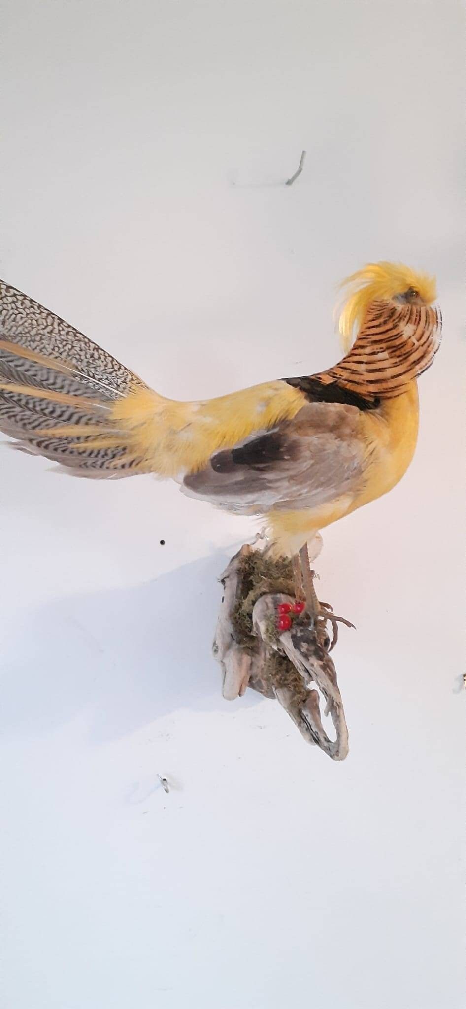 Curated visual reference: Yellow Pheasant Taxidermy Wall Mount Bird Taxidermy Photo Inspiration