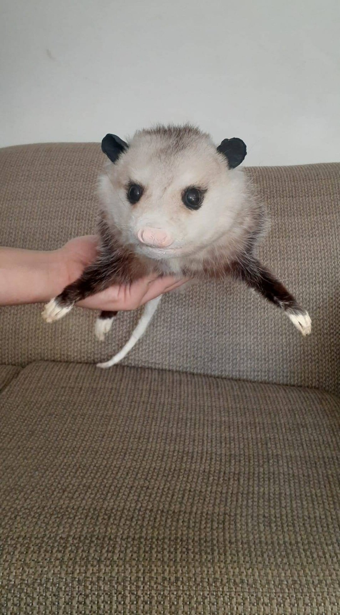 Cute Opossum Floppy Soft Mount Taxidermy Etsy