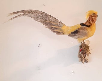 Yellow Golden Pheasant Wall Mounted Taxidermy