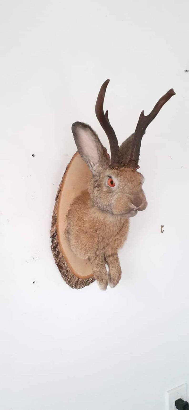 Amazing Brown Jackalope Taxidermy With Real Roe Deer Antlers, Rabbit