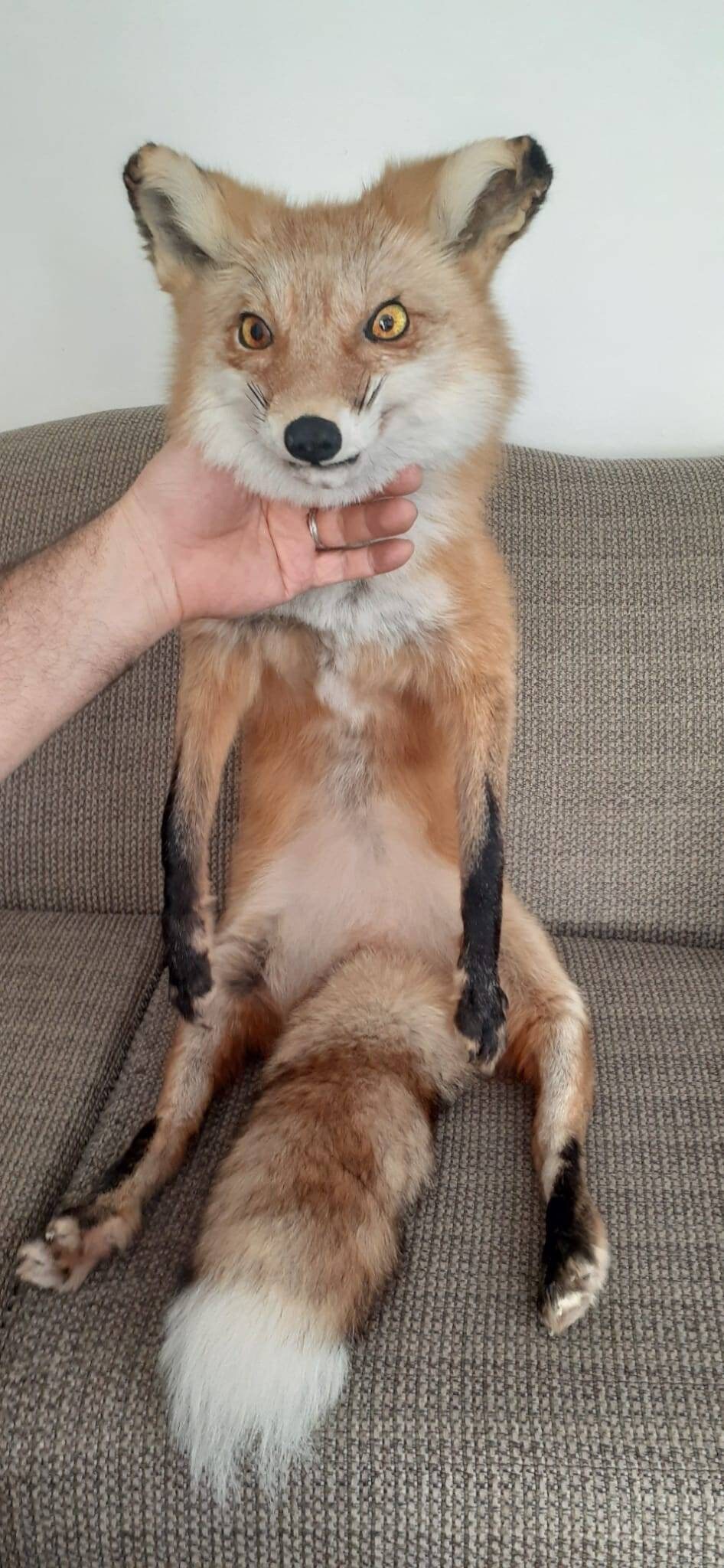Bad Taxidermy Fox Gif