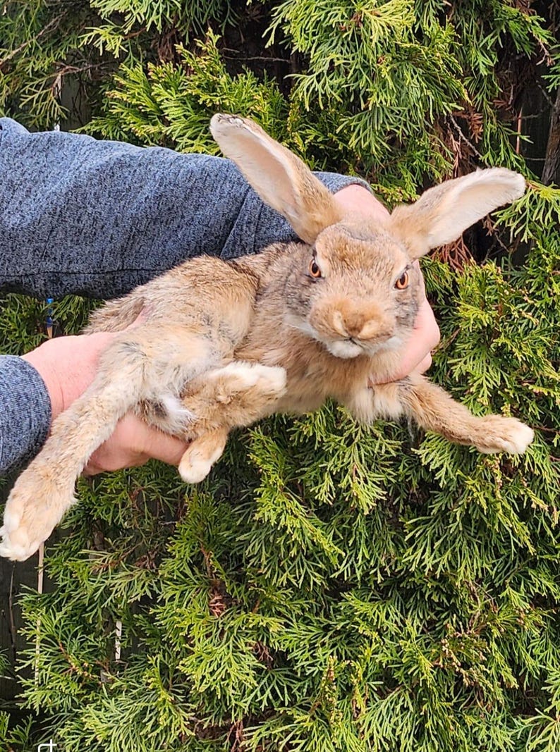 Eruo Mount Rabbit Floppy Soft Mount Brown Rabbit Taxidermy - Etsy