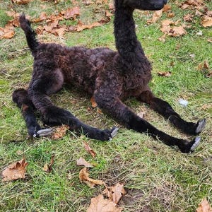 May include: A black baby alpaca lying on its side on a bed of green grass with brown leaves scattered around it.