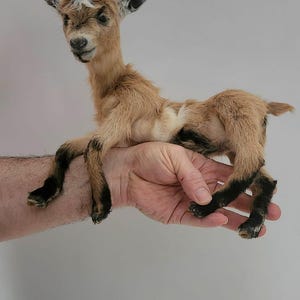 May include: A baby goat with tan fur and black legs is held in a person's hand. The goat has small ears and a white patch on its forehead. The background is a plain, light gray color.