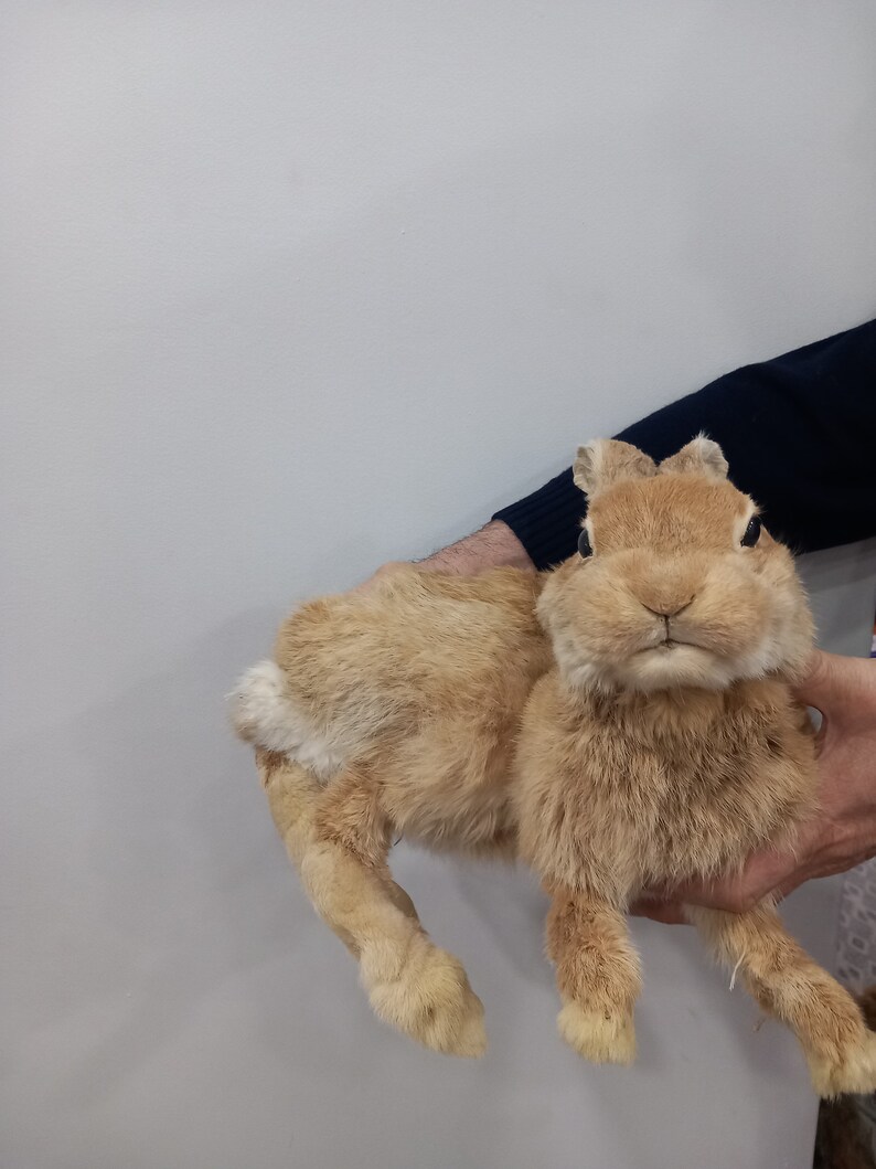 Posable Soft Mount Rabbit Taxidermy, Orange Bunny Taxidermy - Etsy