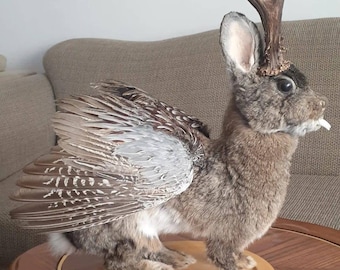 Wolpertinger Taxidermy Deutsches Jagd Und Fischereimuseum (German