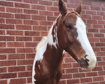 Shoulder mount brown and white horse taxidermy