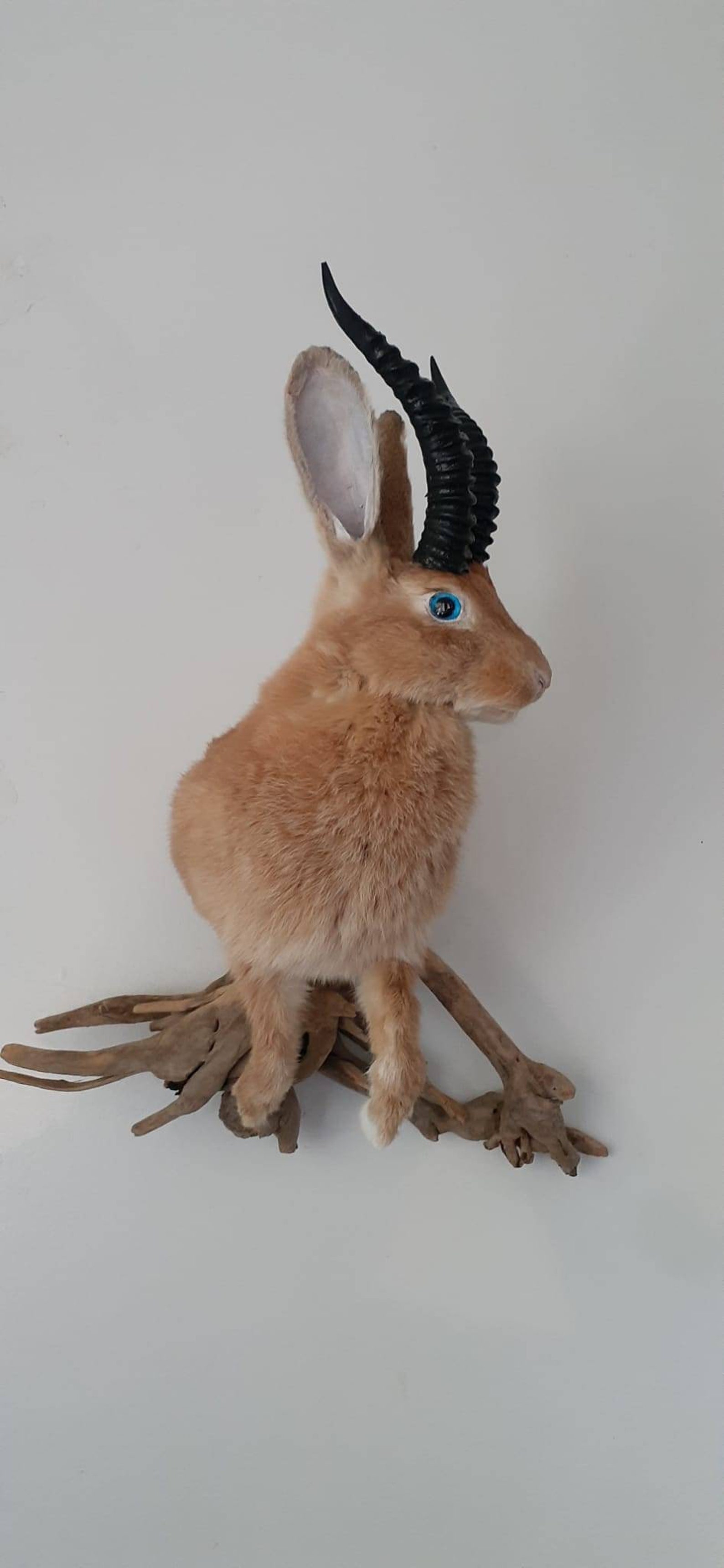 Brown Jackalope Taxidermy With Blue Eyes and Replica Black Etsy