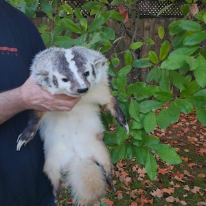 May include: A badger with a white and grey striped head, white belly, and a fluffy tail is held up in front of green foliage and a wooden fence. The badger has dark paws and a black nose. The background includes green leaves and fallen autumn leaves.
